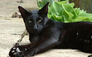 black cat